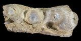 Mosasaur (Platecarpus) Jaw Section - Kansas #60669-1